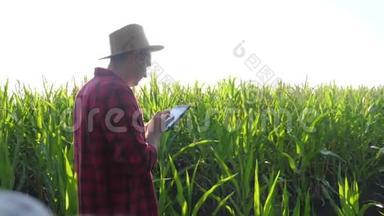 智慧<strong>农耕</strong>概念慢动作视频.. 男子农艺师手持平板电脑，触摸式生活电脑，在玉米地里是